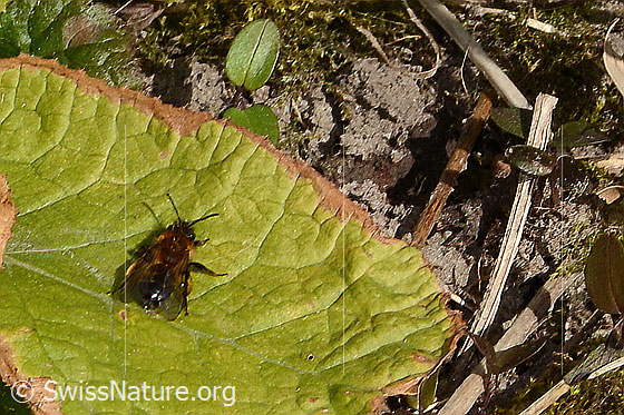 Photo: Andrena bicolor. Length 11mm. Female. View from above.