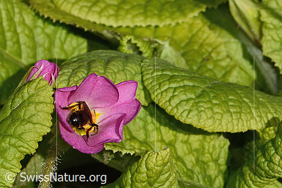 Photo: Andrena bicolor on Primula acaulis. Length 11mm. Female. View from behind.
