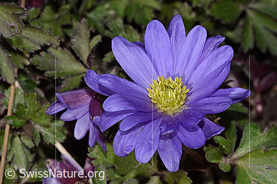 Foto: Balkan Windröschen (Anemone blanda). Blüte. Ansicht von oben.