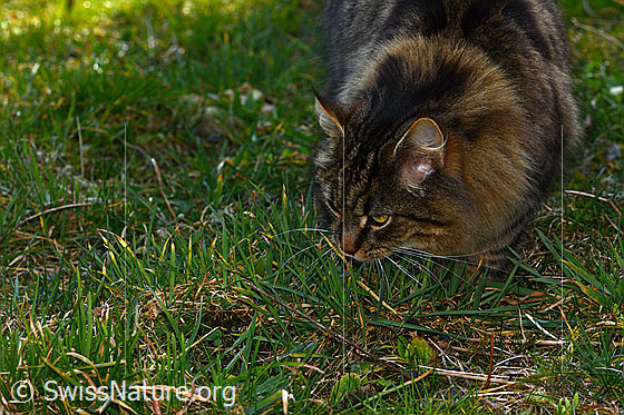 Foto: Hauskatze (Felis catus). Die Katze lauert auf Beute.
