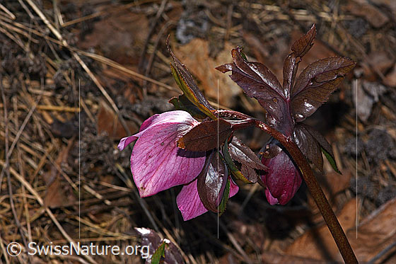 Foto: Östliche Nieswurz (Helleborus orientalis). Wird auch Lenzrose genannt. Blüte und Blätter. Ansicht von der Seite.