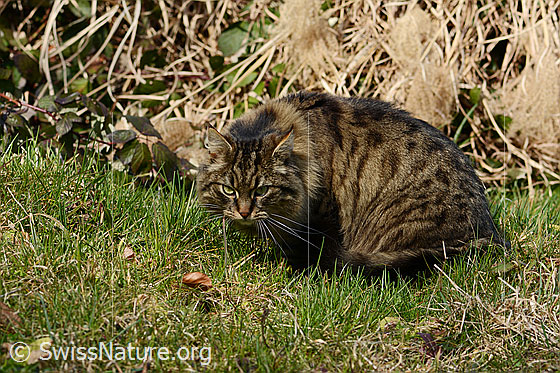 Photo: Felis catus. The cat is watching a hole in the ground.