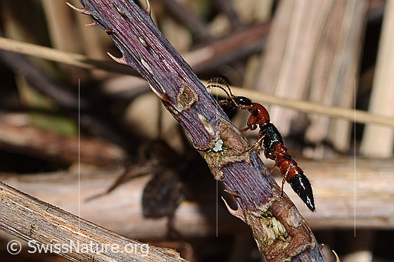 Foto: Wahrscheinlich Uferkurzflügler (Paederus littoralis). Länge 8mm. Wird auch Gemeiner Uferräuber genannt. Ansicht von der Seite.