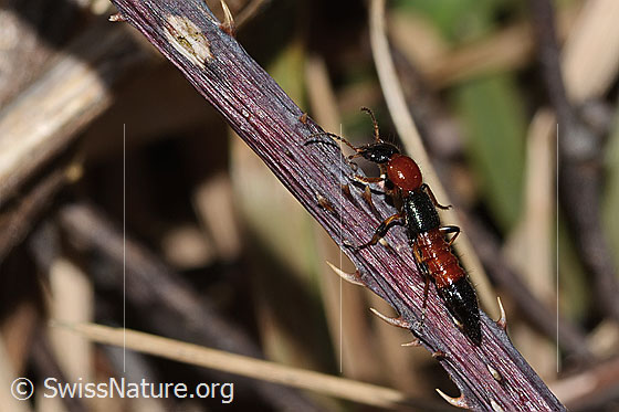 Foto: Wahrscheinlich Uferkurzflügler (Paederus littoralis). Länge 8mm. Wird auch Gemeiner Uferräuber genannt. Ansicht von seitlich oben.