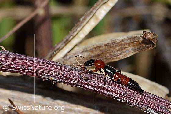 Uferkurzflügler (Paederus littoralis)