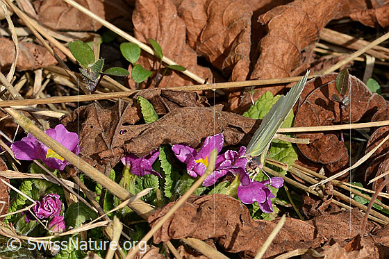 Foto: Zitronenfalter (Gonepteryx rhamni) auf Stängelloser Schlüsselblume (Primula acaulis). Flügel geschlossen. Ansicht von vorne.