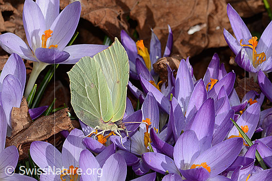 Photo: Gonepteryx rhamni on Crocus albiflorus. Wings closed. View from side front.