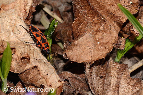 Foto: Feuerwanze (Pyrrhocoris apterus). Wird auch Gemeine Feuerwanze genannt. Ansicht von der Seite.