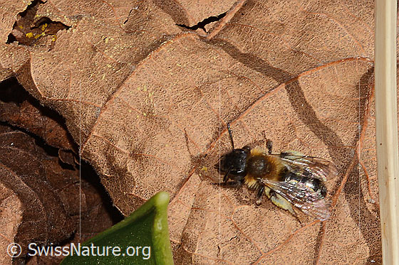Photo: Andrena bicolor. Length 9 - 11mm. Female. View from above.
