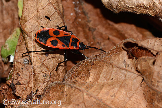 Foto: Feuerwanze (Pyrrhocoris apterus). Ansicht von schräg oben.