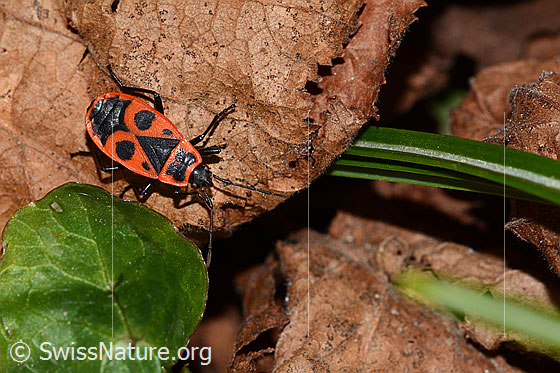 Foto: Feuerwanze (Pyrrhocoris apterus). Ansicht von oben.