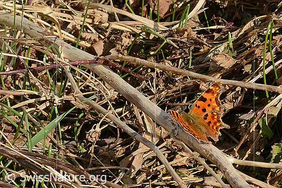 Photo: Polygonia c-album. Wings closed. View diagonally from behind oben.