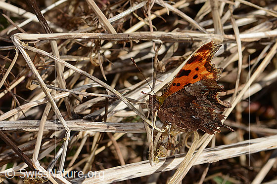 Foto: C-Falter (Polygonia c-album). Flügel halb geschlossen. Ansicht von seitlich vorne.