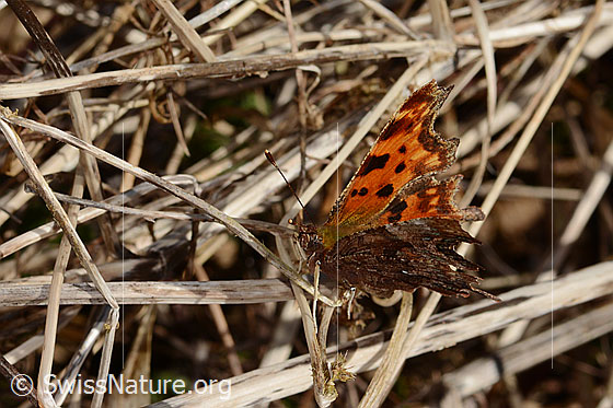 Foto: C-Falter (Polygonia c-album). Flügel halb geöffnet. Ansicht von schräg oben.
