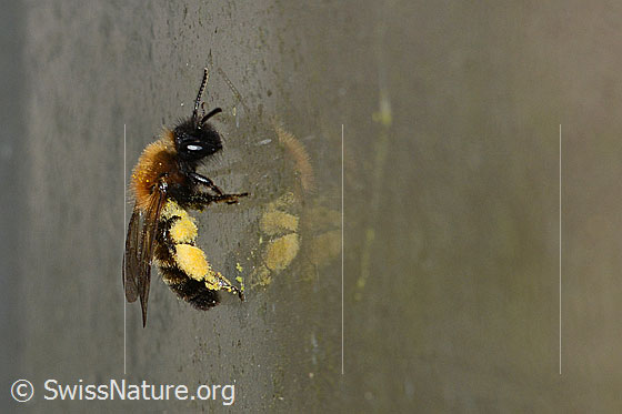 Photo: Andrena bicolor. Length 9 - 11mm. Female. View from the side.