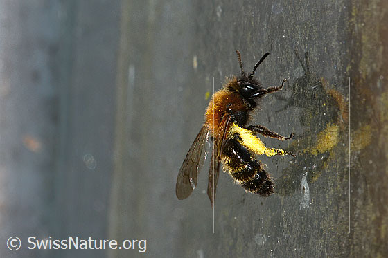 Photo: Andrena bicolor. Length 9 - 11mm. Female. View from the side.