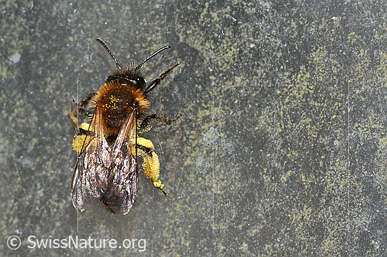 Photo: Andrena bicolor. Length 9 - 11mm. Female. View from above.