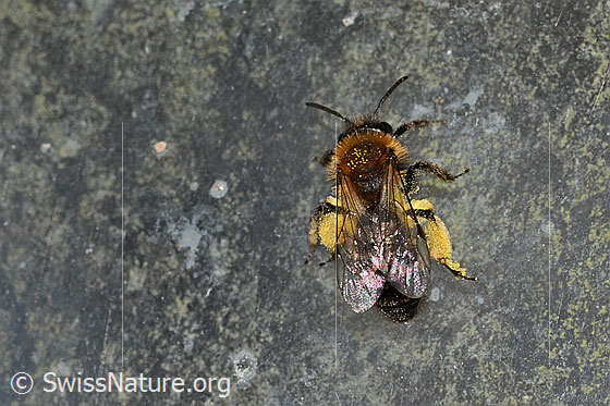 Photo: Andrena bicolor. Length 9 - 11mm. Female. View from above.