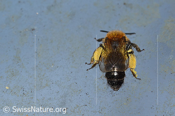 Photo: Andrena bicolor. Length 9 - 11mm. Female. View from behind top.