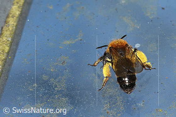 Photo: Andrena bicolor. Length 9 - 11mm. Female. View from behind top.