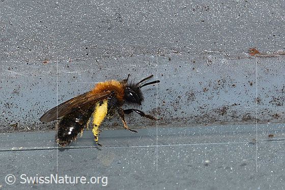 Photo: Andrena bicolor. Length 9 - 11mm. Female. View from the side above.