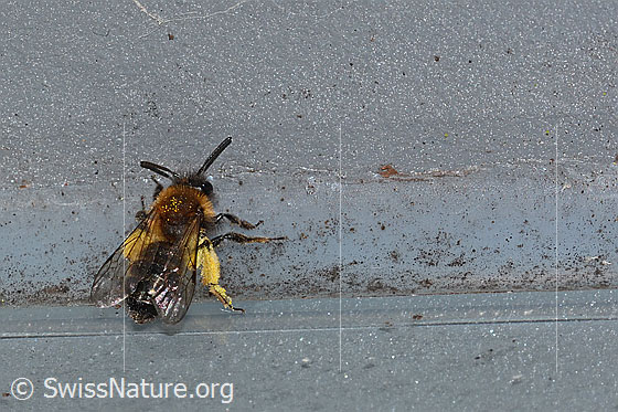 Photo: Andrena bicolor. Length 9 - 11mm. Female. View from diagonally above.