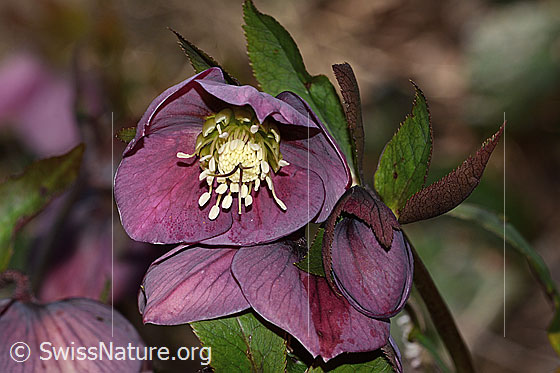 Photo: Helleborus orientalis. Blossom.