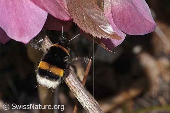 Foto: Dunkle Erdhummel (Bombus terrestris) an Östliche Nieswurz (Helleborus orientalis). Länge 23mm. Königin. Ansicht von oben.
