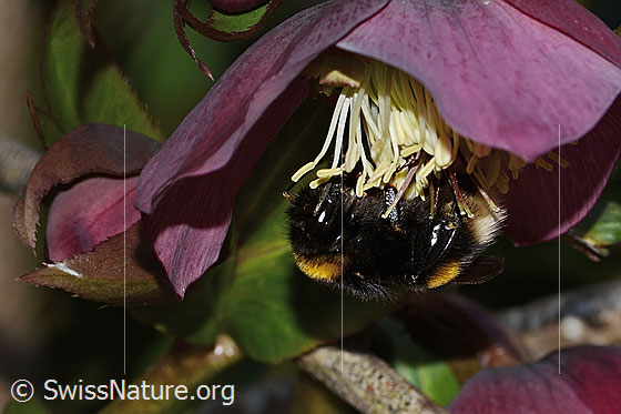 Photo: Bombus terrestris on Helleborus orientalis. Length 23mm. Queen. View from the side.