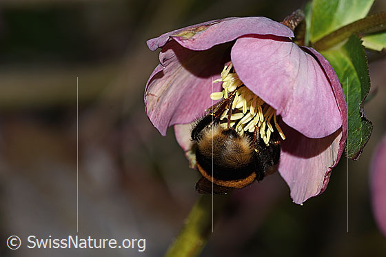 Photo: Bombus terrestris on Helleborus orientalis. Length 23mm. Queen. View from behind.