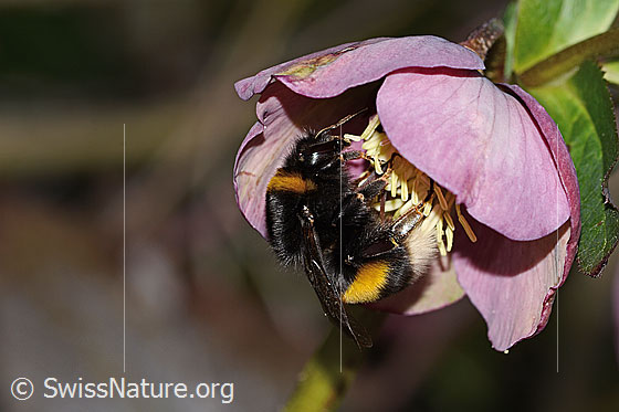 Photo: Bombus terrestris on Helleborus orientalis. Length 23mm. Queen. View from the side.