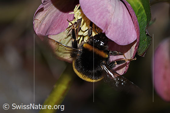 Photo: Bombus terrestris on Helleborus orientalis. Length 23mm. Queen. View from above.