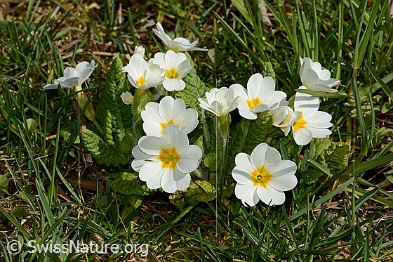 Foto: Stängellose Schlüsselblume (Primula acaulis). Ganze Pflanze (Habitus).