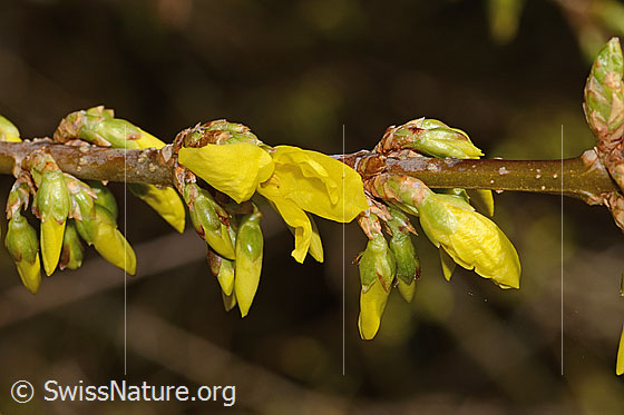 Forsythie (Forsythia)