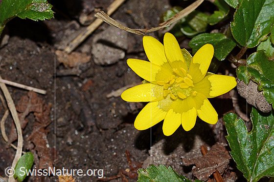 Scharbockskraut (Ranunculus ficaria)