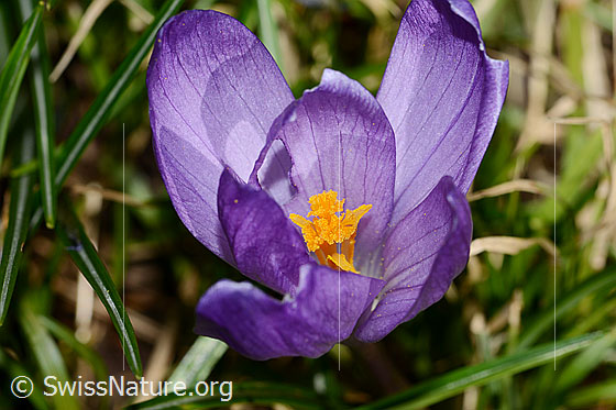 Foto: Frühlings-Krokus (Crocus albiflorus). Blüte. Ansicht von schräg oben. Höhe: 12cm.