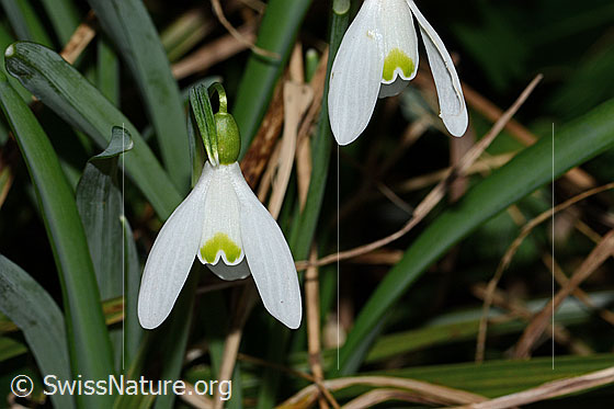 Photo: Galanthus nivalis. Blossom and leaves.