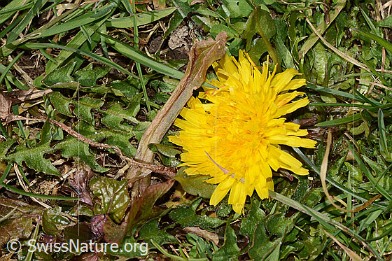 Photo: Taraxacum officinale.