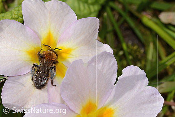 Photo: Andrena bicolor on Primula acaulis. Length 9mm. Female. View from above.