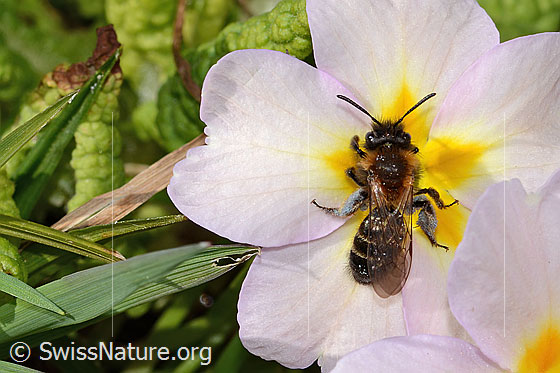 Photo: Andrena bicolor on Primula acaulis. Length 9mm. Female. View from above.