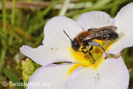 Photo: Andrena bicolor on Primula acaulis. Length 9mm. Female. View from diagonally above.