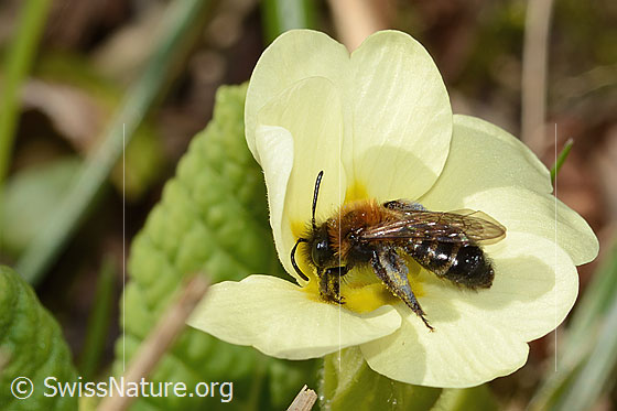 Photo: Andrena bicolor on Primula acaulis. Length 9mm. Female. View from diagonally above.