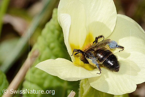 Photo: Andrena bicolor on Primula acaulis. Length 9mm. Female. View from diagonally above.