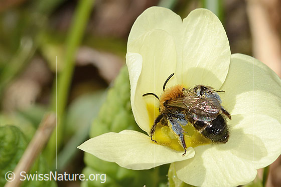 Photo: Andrena bicolor on Primula acaulis. Length 9mm. Female. View from diagonally above.
