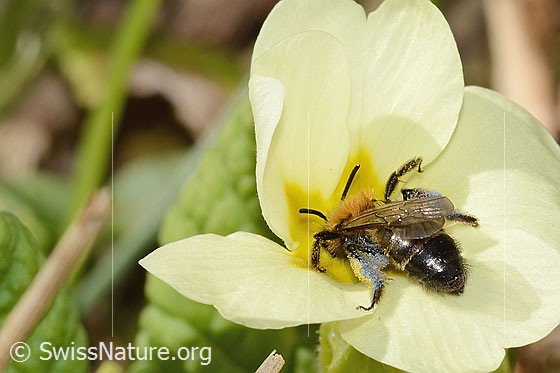 Photo: Andrena bicolor on Primula acaulis. Length 9mm. Female. View from diagonally above.