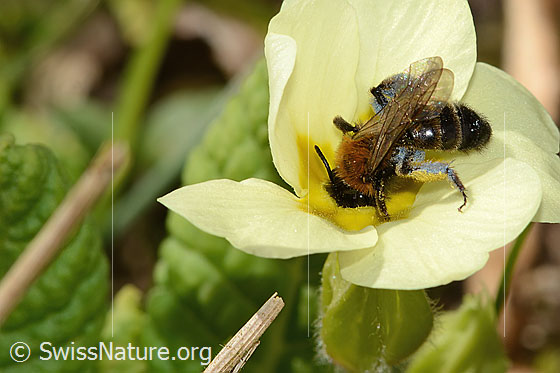 Photo: Andrena bicolor on Primula acaulis. Length 9mm. Female. View from above.