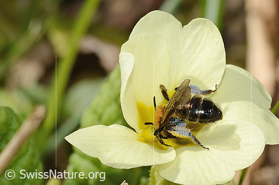 Photo: Andrena bicolor on Primula acaulis. Length 9mm. Female. View from diagonally above.