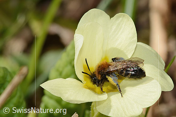 Photo: Andrena bicolor on Primula acaulis. Length 9mm. Female. View from diagonally above.