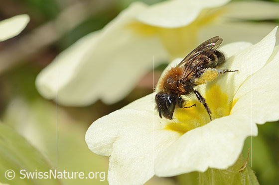 Photo: Andrena bicolor on Primula acaulis. Length 9mm. Female. View diagonally from the front.