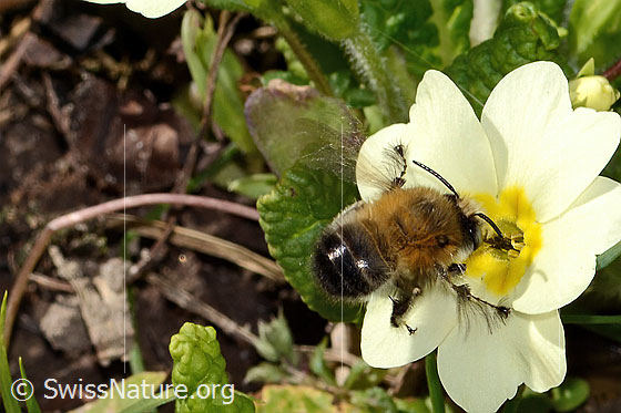 Frühlings-Pelzbiene (Anthophora plumipes) an Stängellose Schlüsselblume (Primula acaulis)
